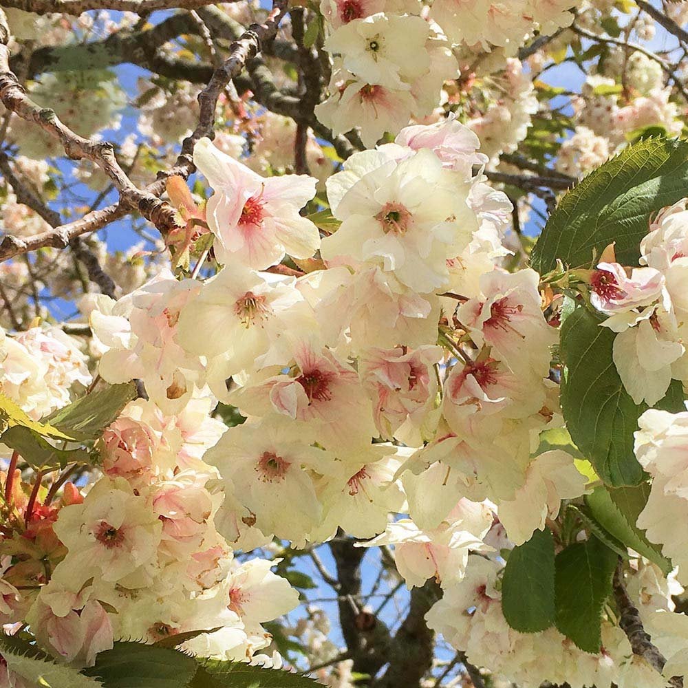 Prunus 'Ukon' Tree - Image 2