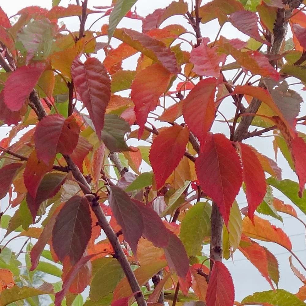 Prunus 'Ukon' Tree - Image 3