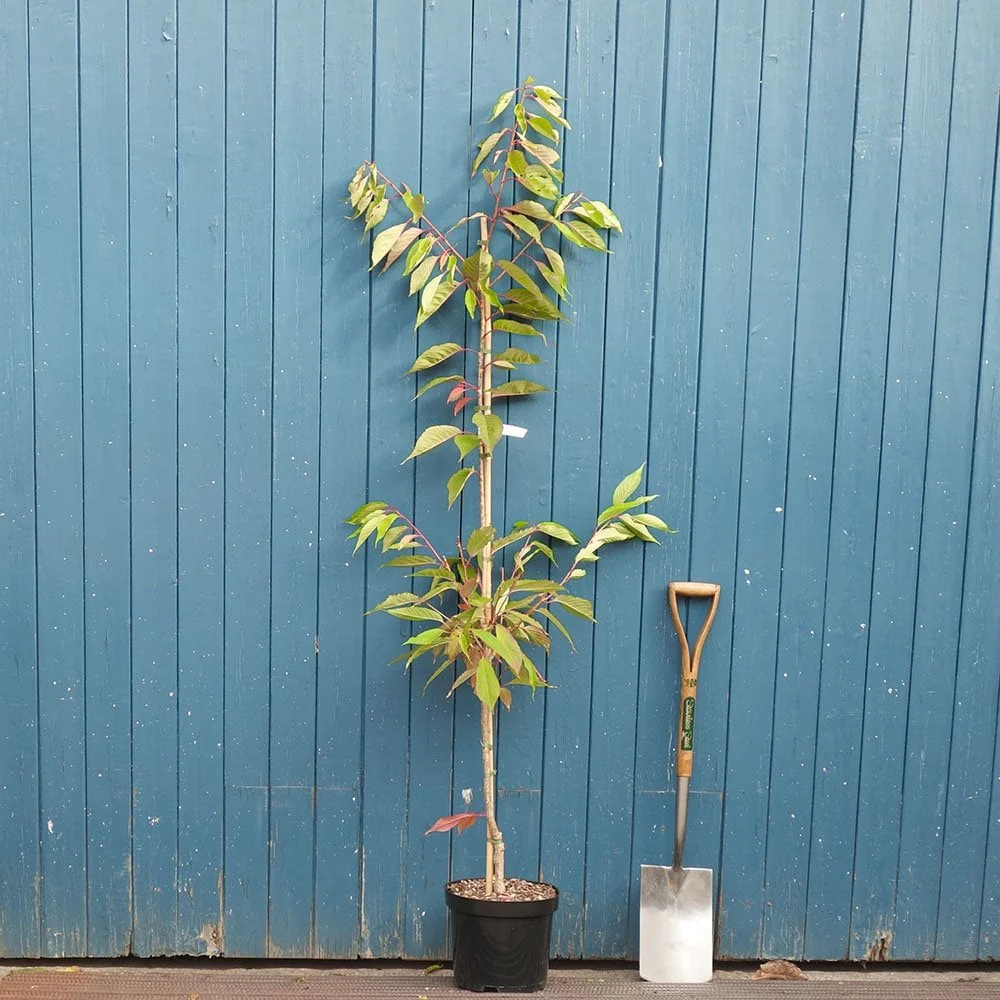Prunus 'Ukon' Tree - Image 4