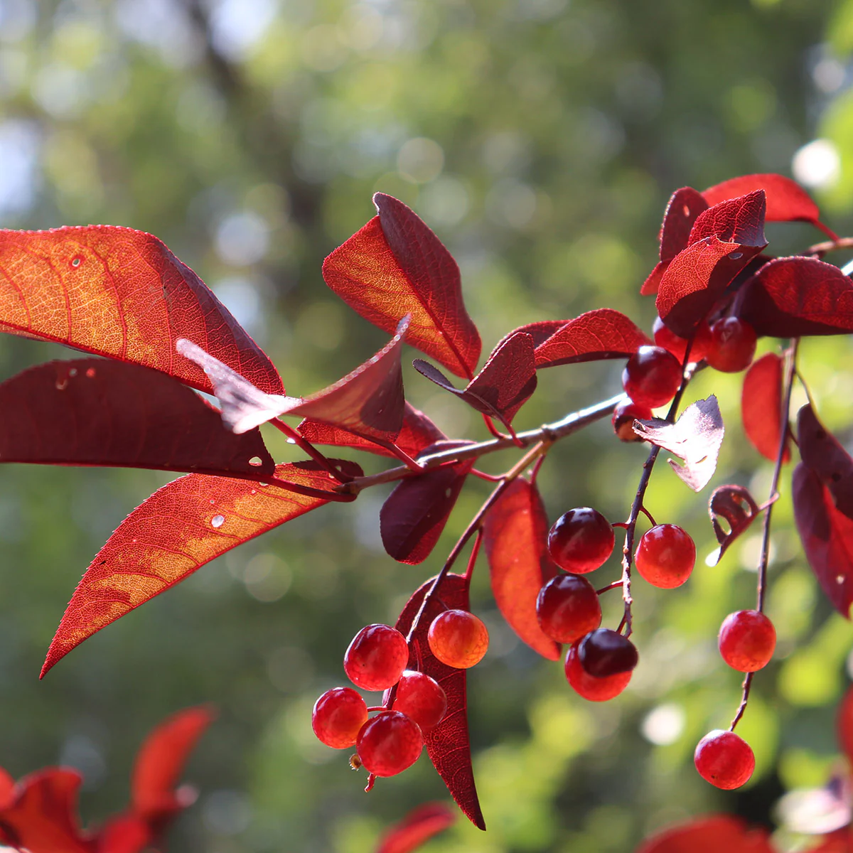 Prunus virginiana 'Canada Red' Tree