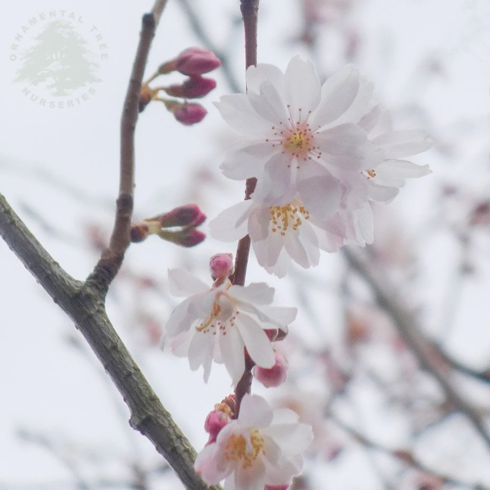 Prunus x subhirtella 'Autumnalis' Tree