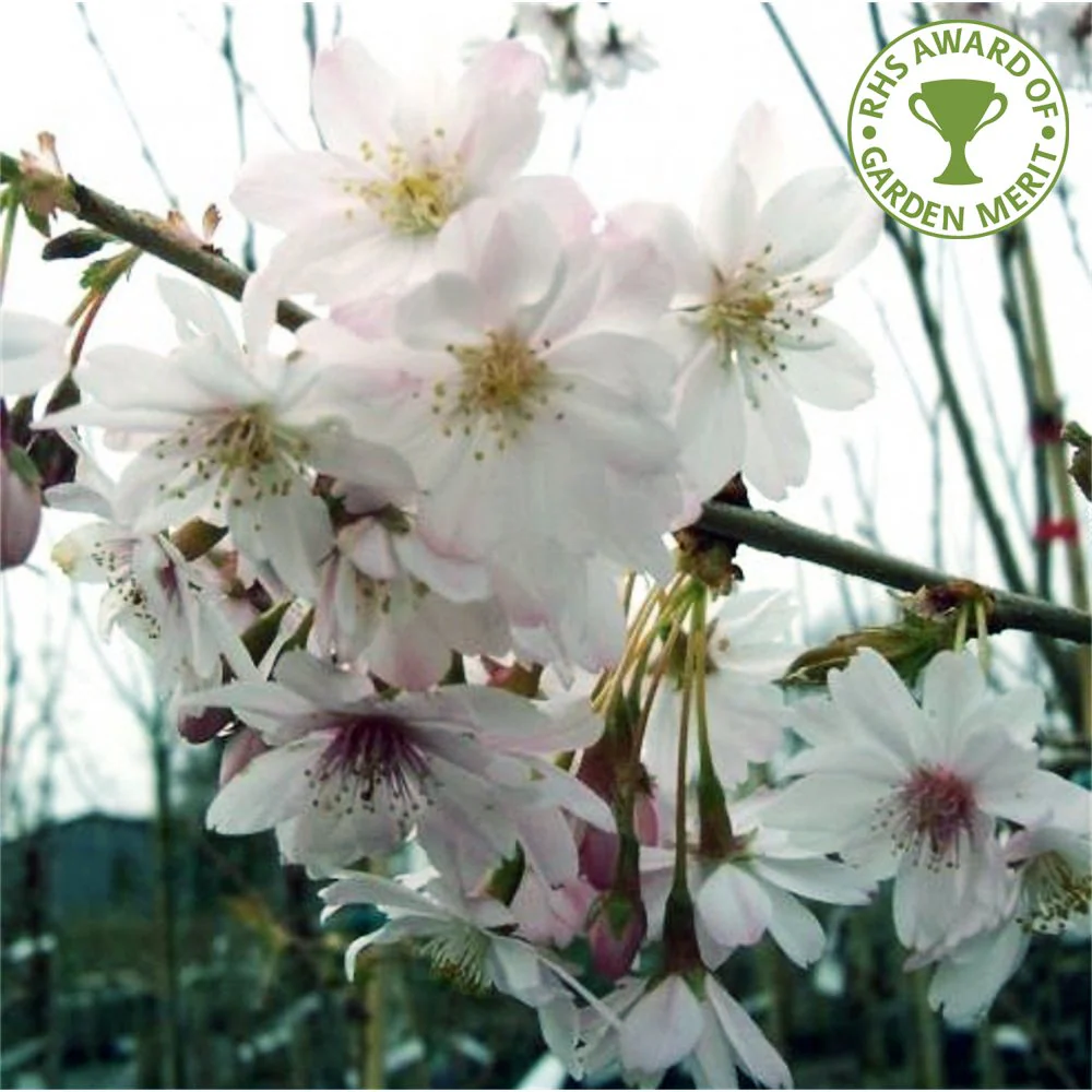 Prunus x subhirtella 'Autumnalis' Tree - Image 2