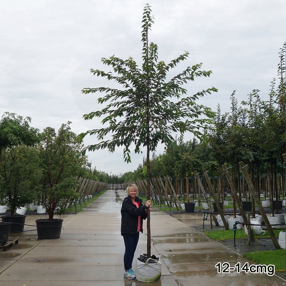 Prunus x subhirtella 'Autumnalis' Tree - Image 3