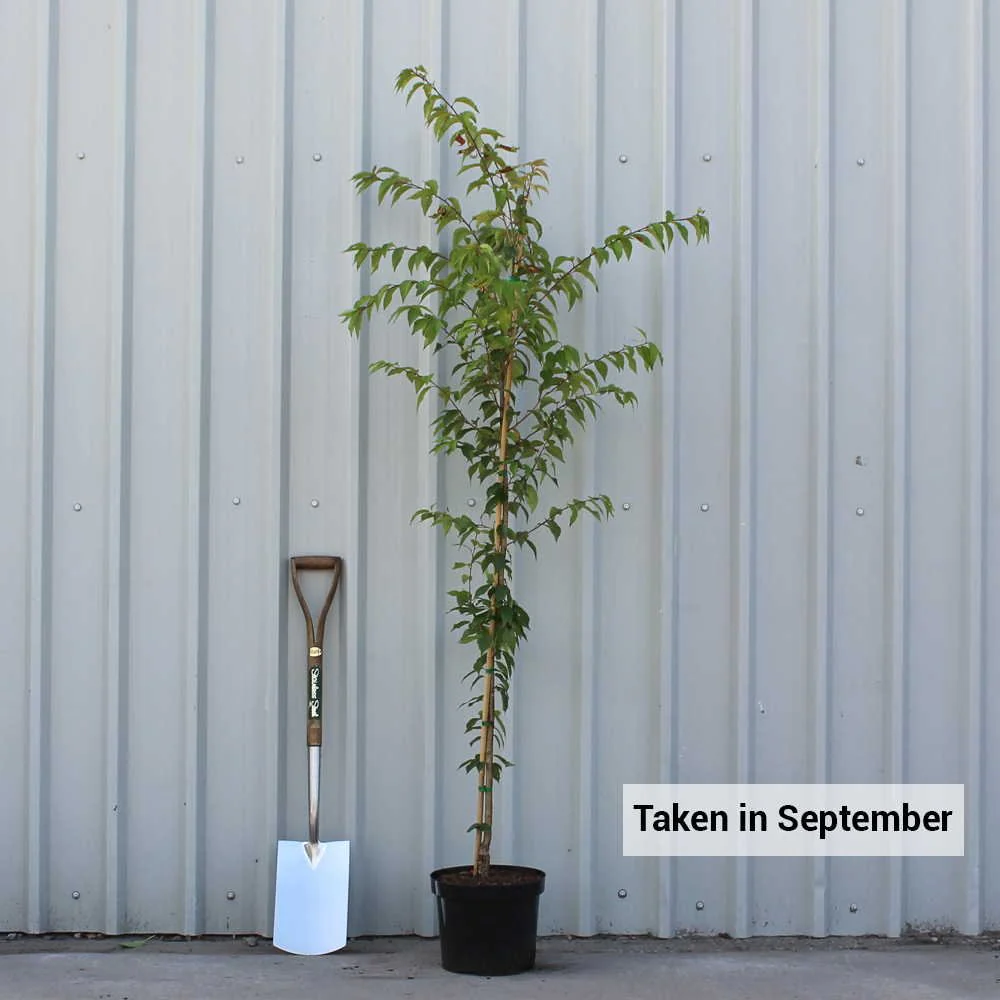 Prunus x subhirtella 'Autumnalis' Tree - Image 4