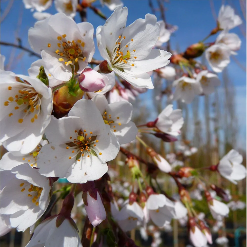 Prunus x yedoensis 'Shidare-Yoshino' Tree - Image 2