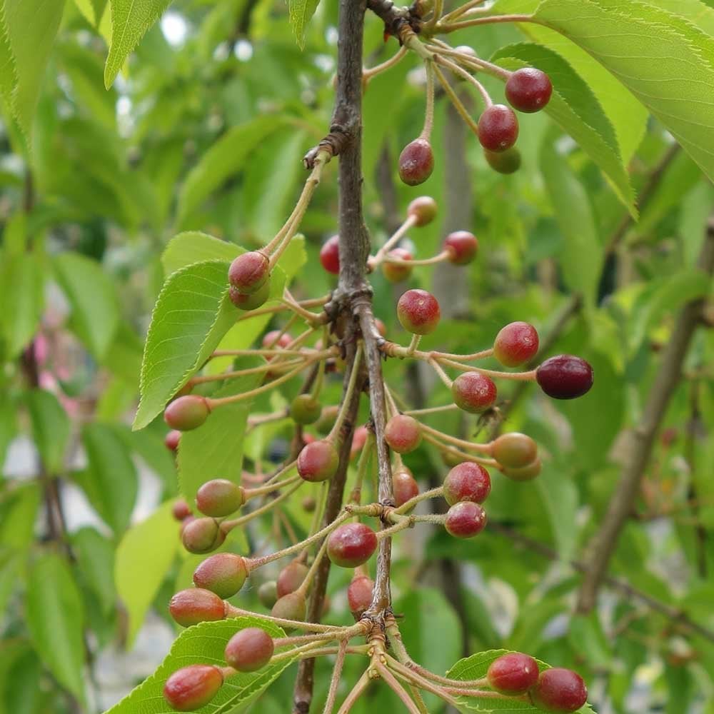 Prunus x yedoensis 'Shidare-Yoshino' Tree - Image 3