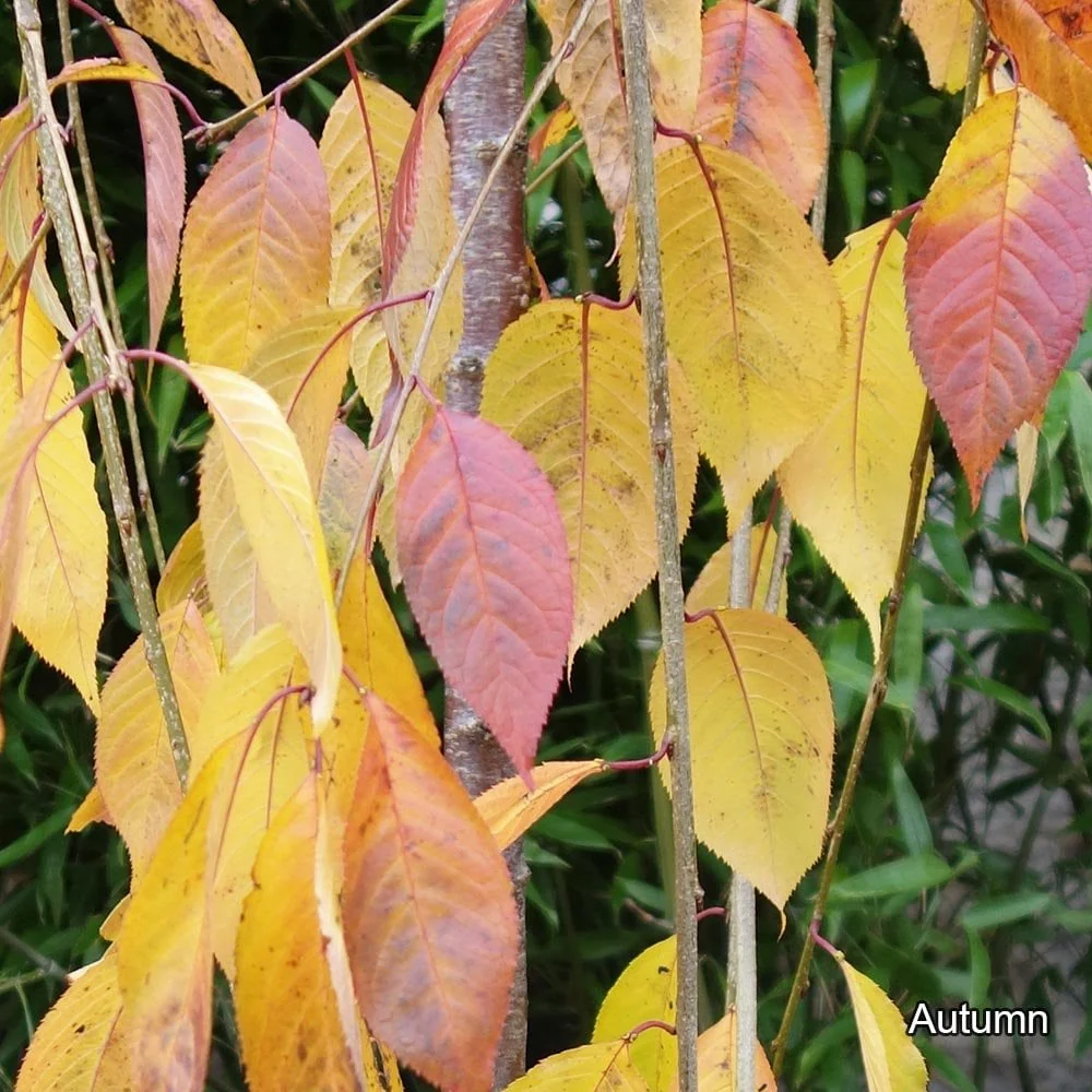 Prunus x yedoensis 'Shidare-Yoshino' Tree - Image 4