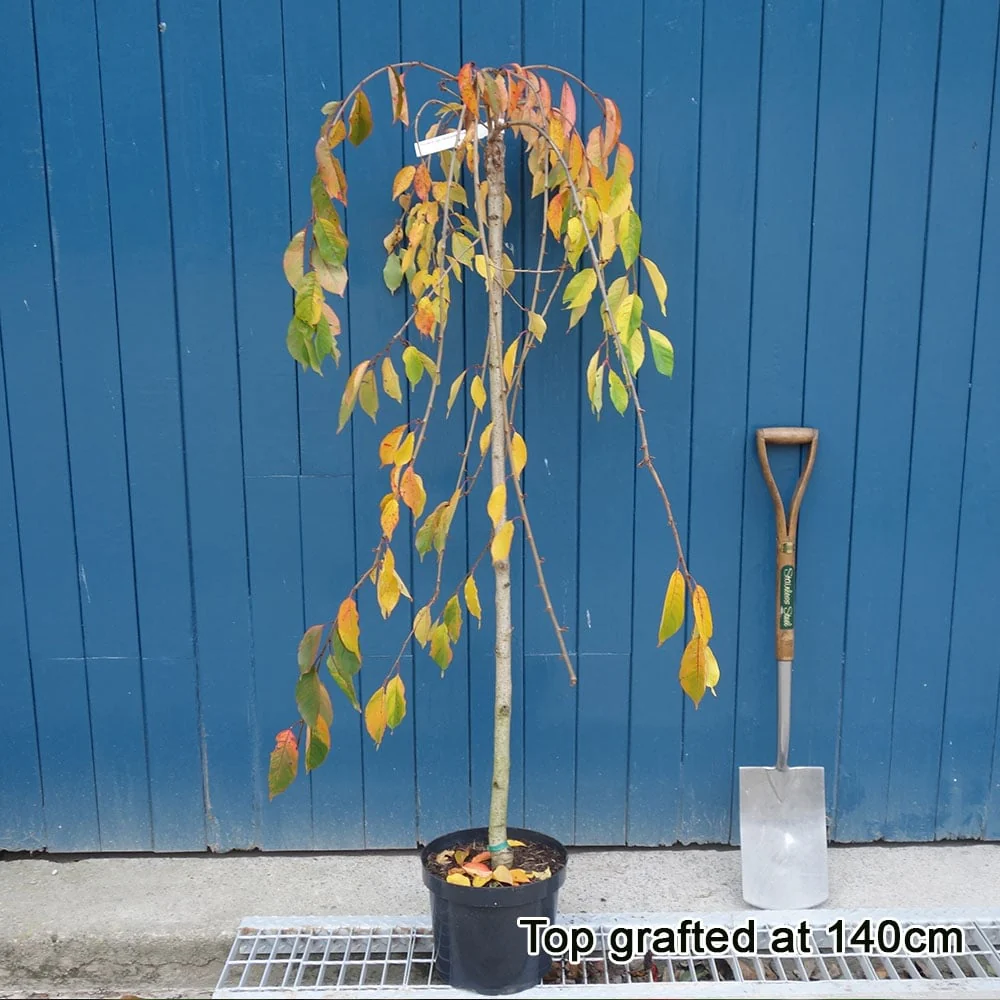 Prunus x yedoensis 'Shidare-Yoshino' Tree - Image 5