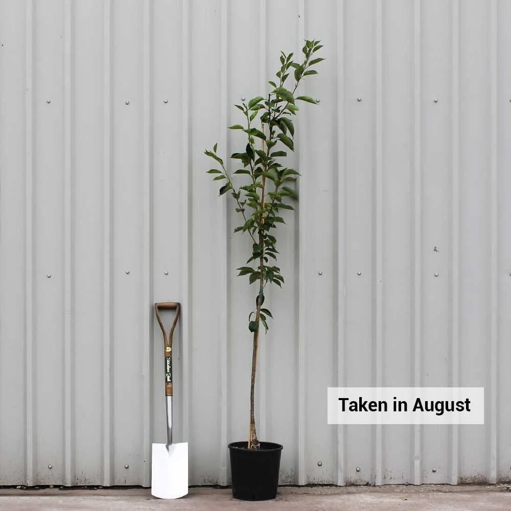 Prunus x yedoensis Tree - Image 3