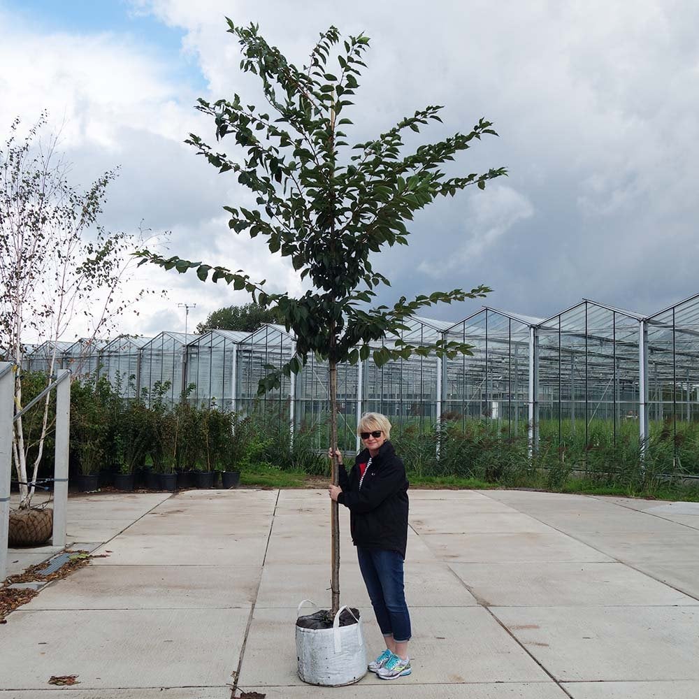 Prunus x yedoensis Tree - Image 4