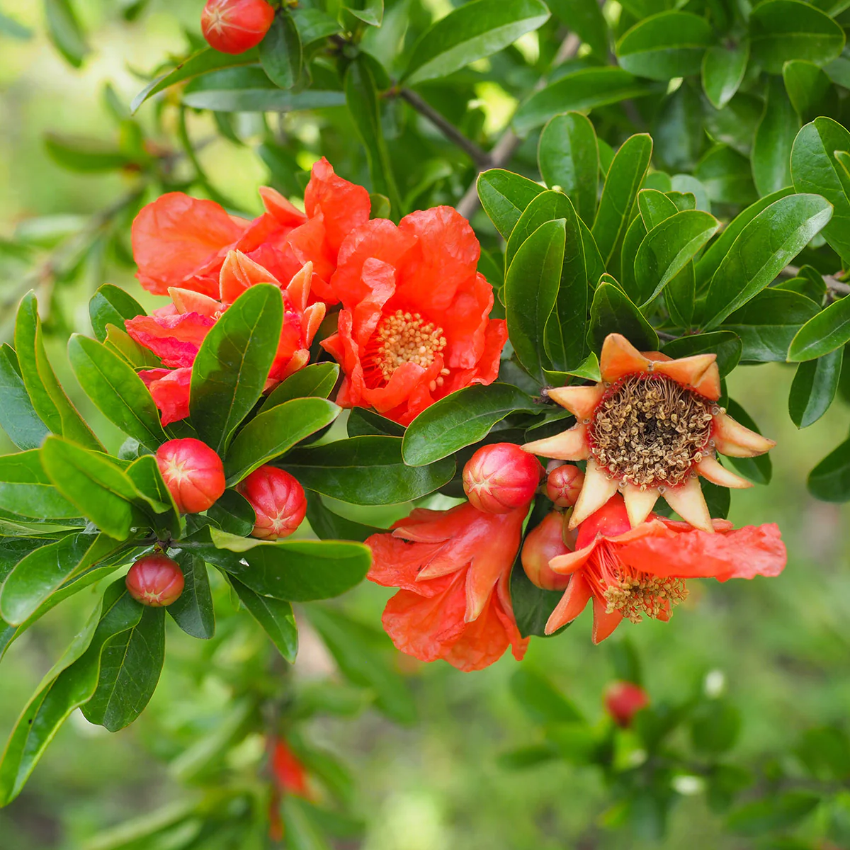 Punica granatum Shrub