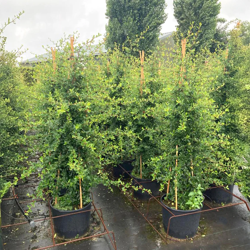 Pyracantha 'Saphyr Jaune' - Image 2