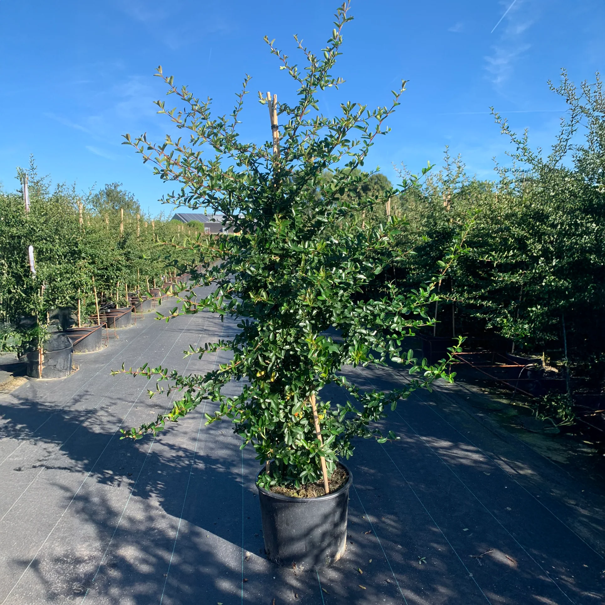 Pyracantha 'Saphyr Rouge' - Image 2