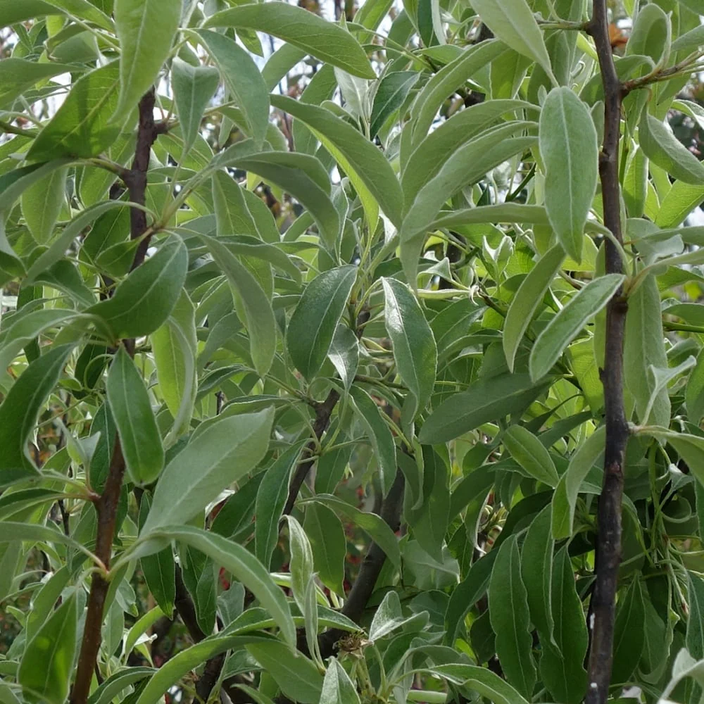 Pyrus elaeagnifolia 'Silver Sails' Tree - Image 3