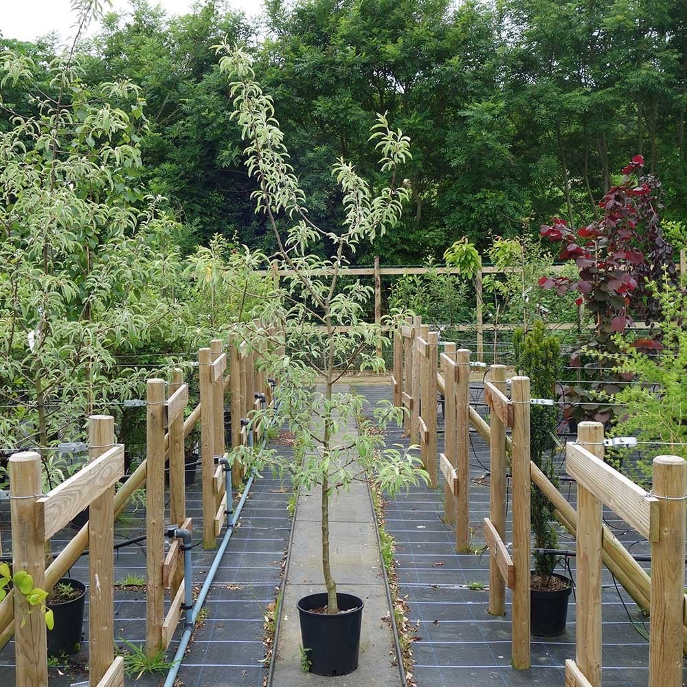 Pyrus elaeagnifolia 'Silver Sails' Tree - Image 4