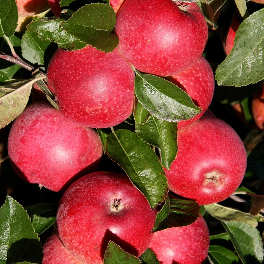Queen of the Realm™ Apple Tree