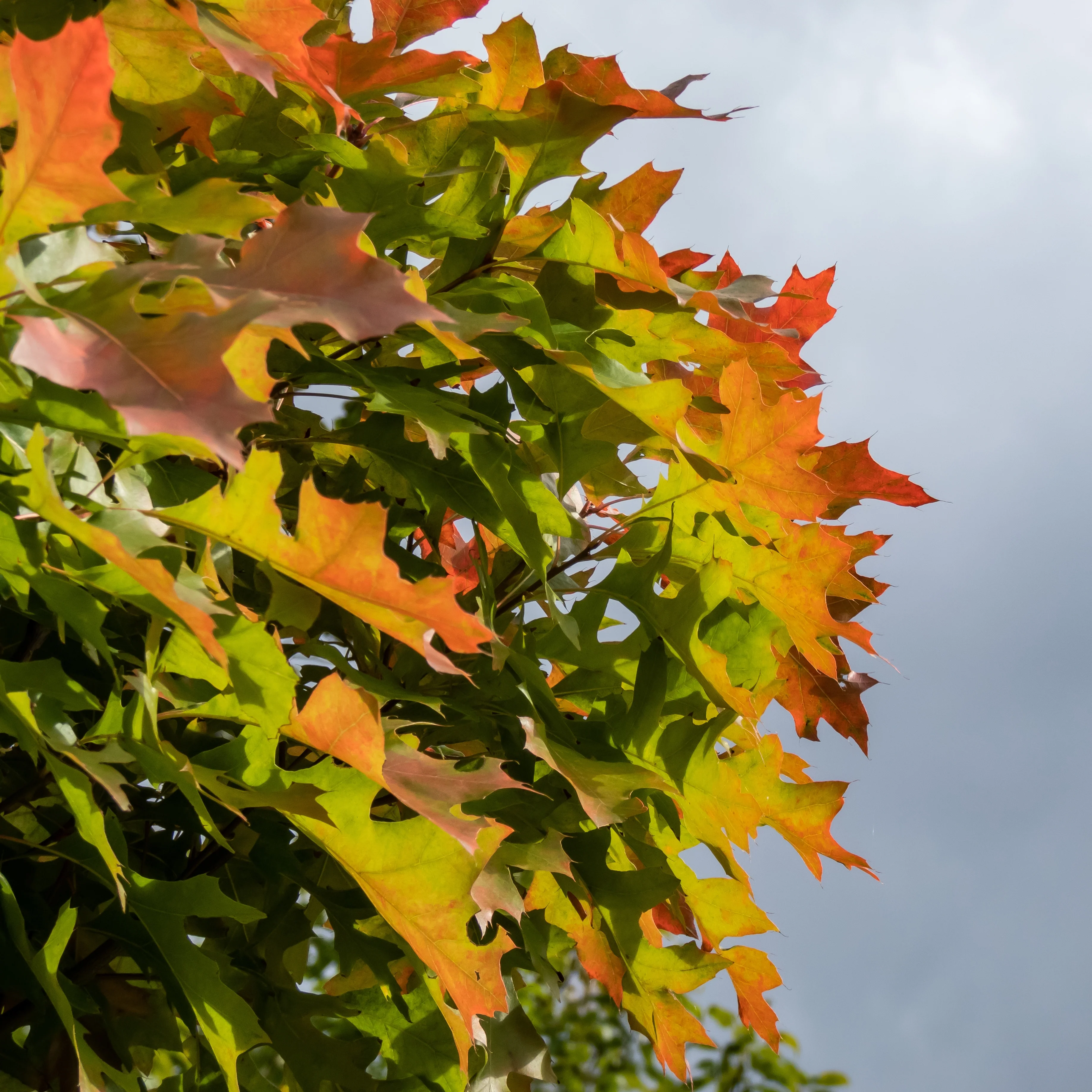 Quercus palustris 'Green Dwarf'