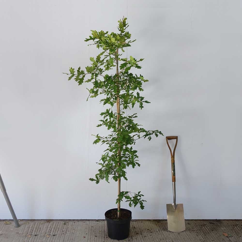 Quercus robur Tree - Image 3