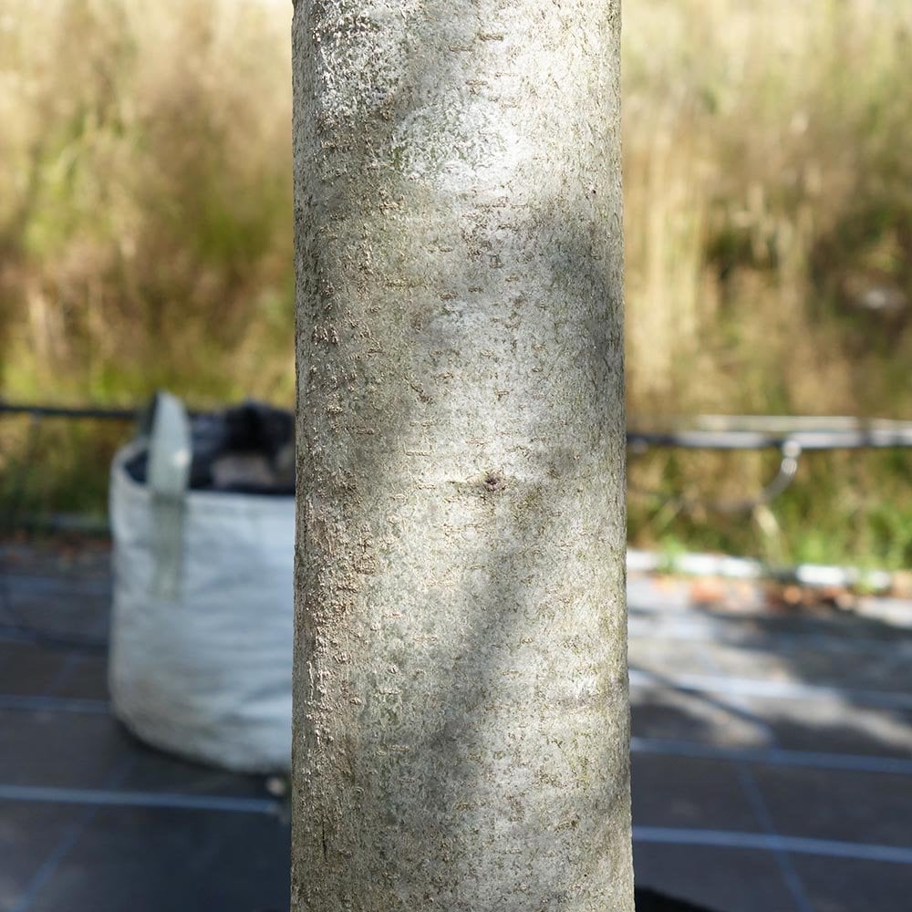 Quercus rubra Tree - Image 3
