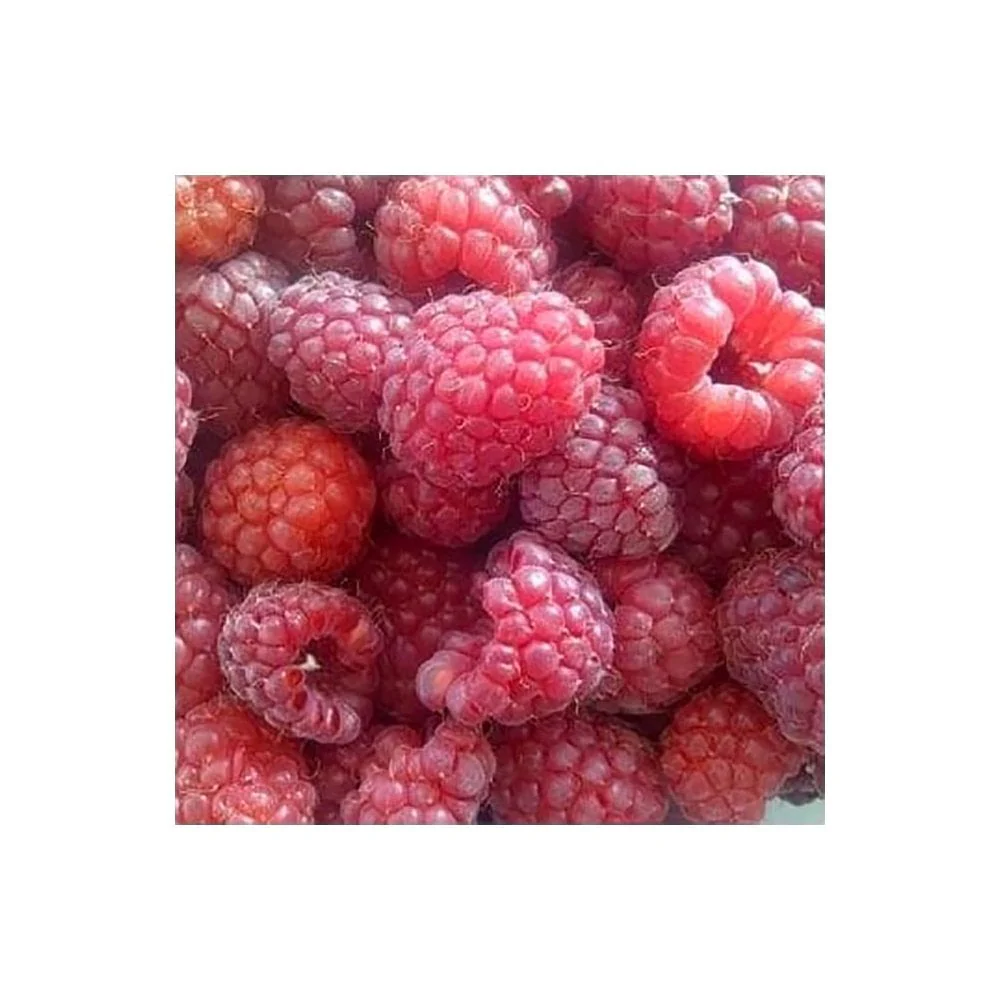 Raspberry Autumn Bliss - Image 2