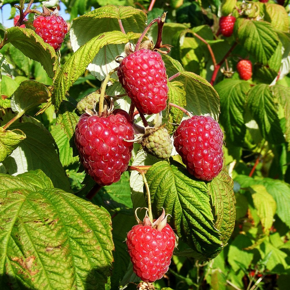 Raspberry Polka
