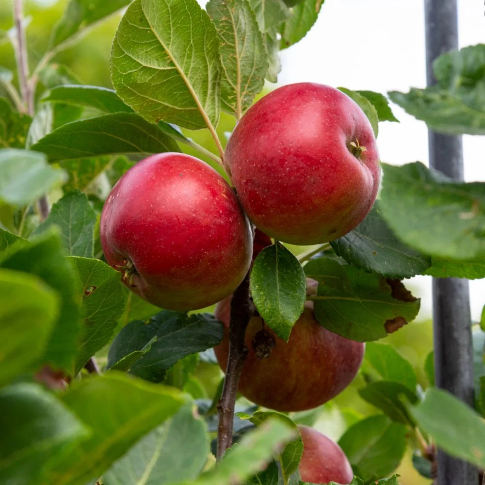 Red Devil Apple Tree