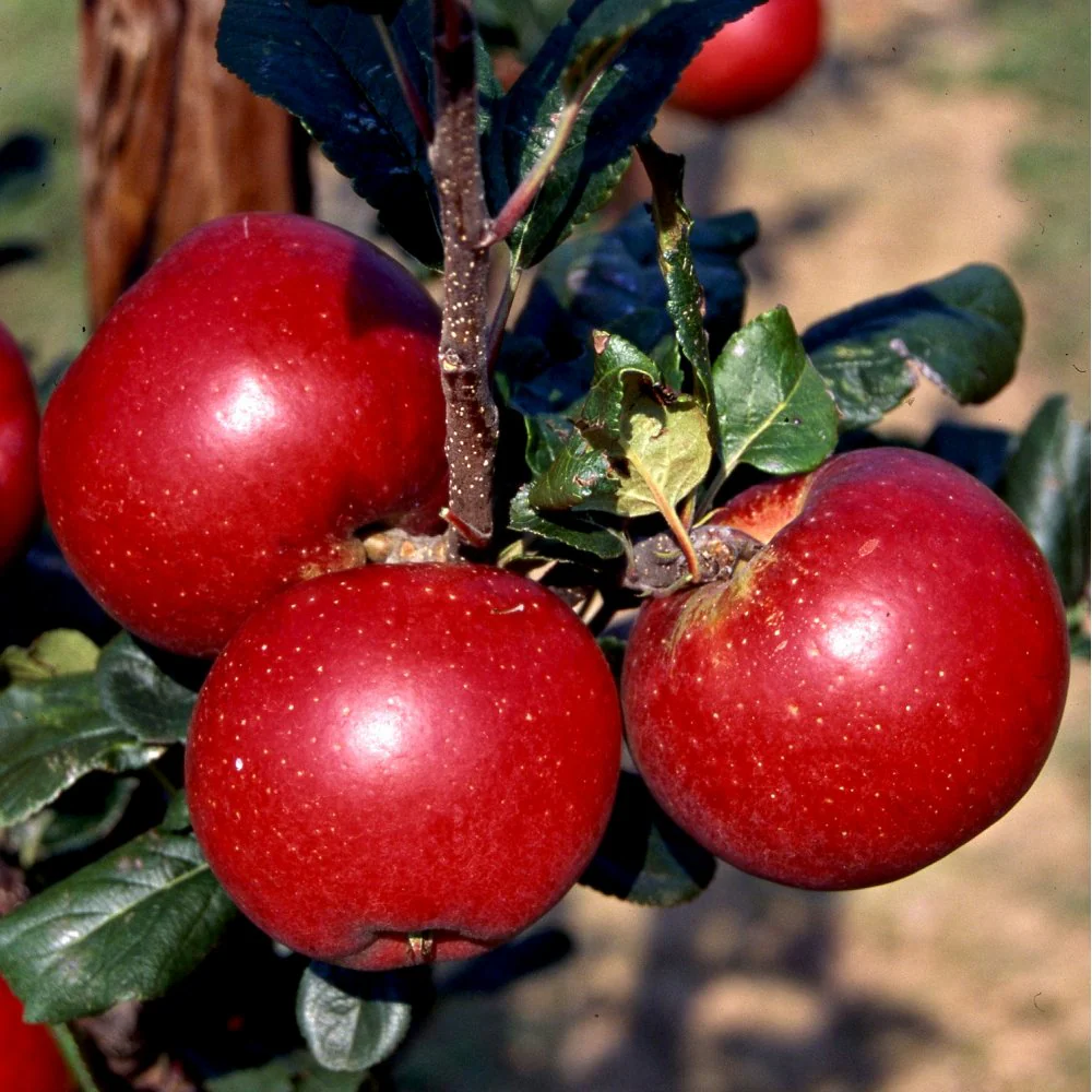 Red Devil Apple Tree - Image 2