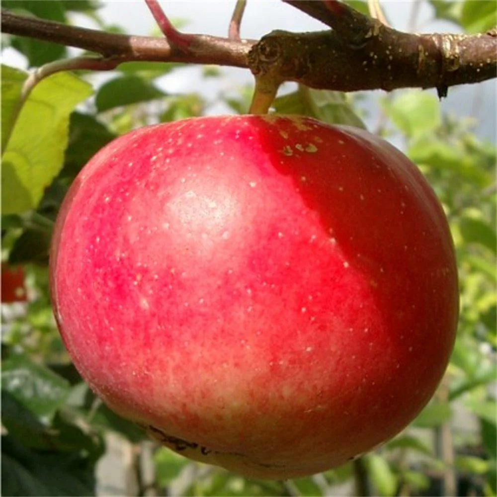 Red Devil Apple Tree - Image 3