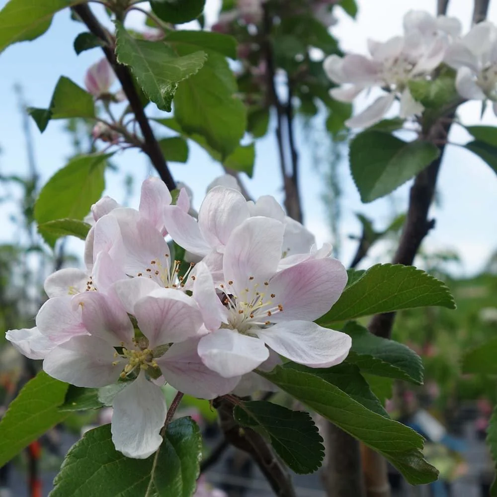 Red Devil Apple Tree - Image 4