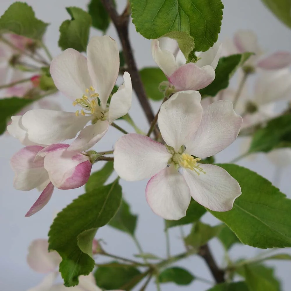 Red Falstaff Apple Tree - Image 3