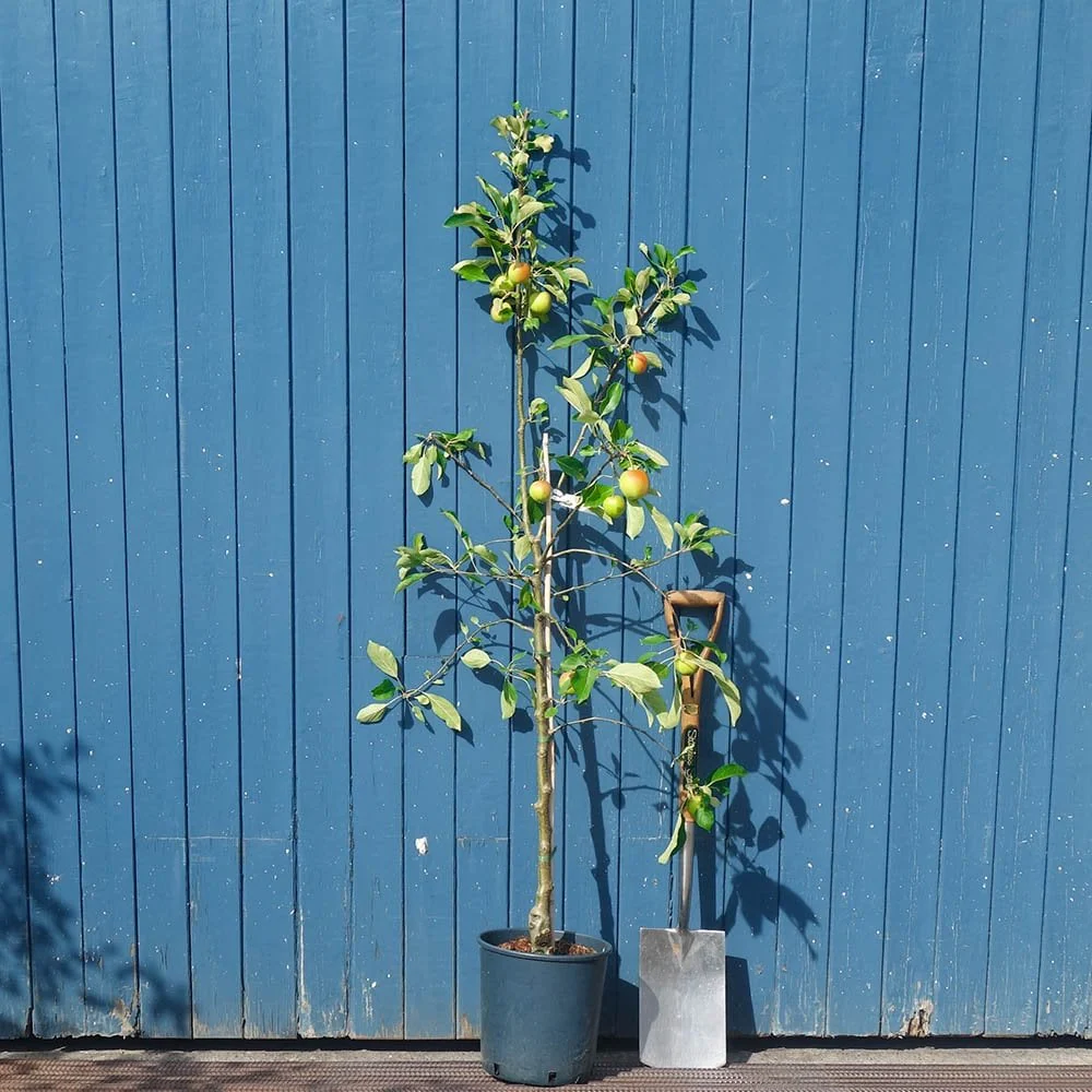 Red Falstaff Apple Tree - Image 4