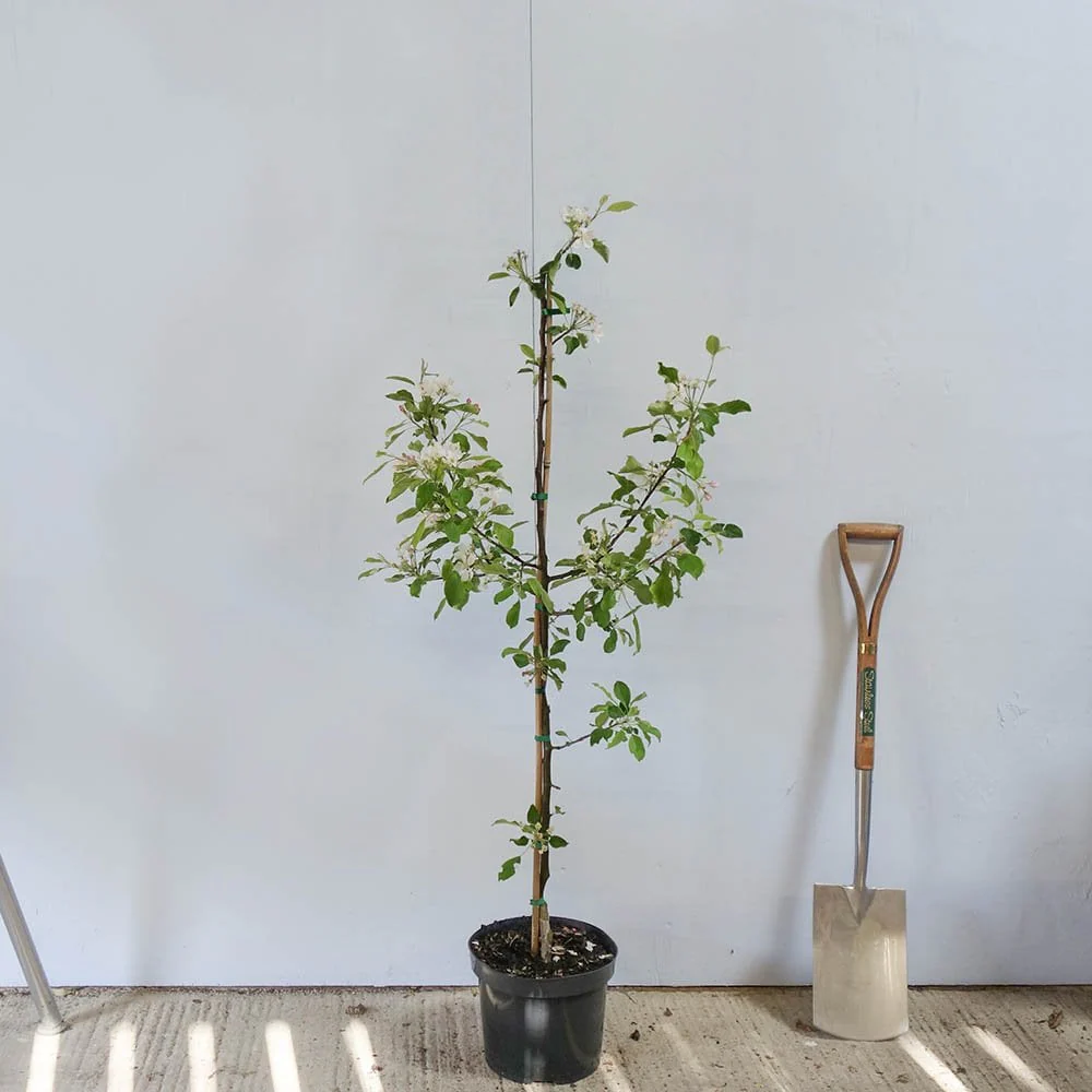 Red Falstaff Apple Tree - Image 5
