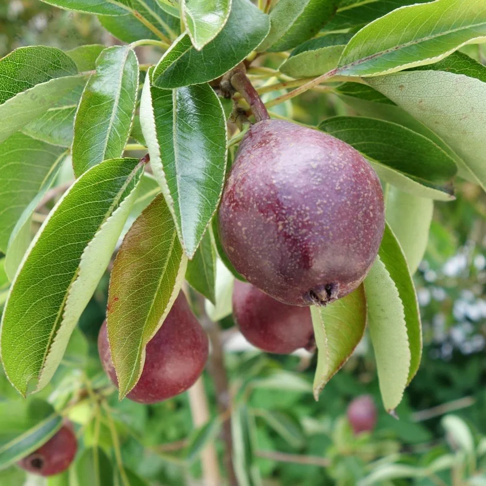 Red Williams Pear Tree - Image 3