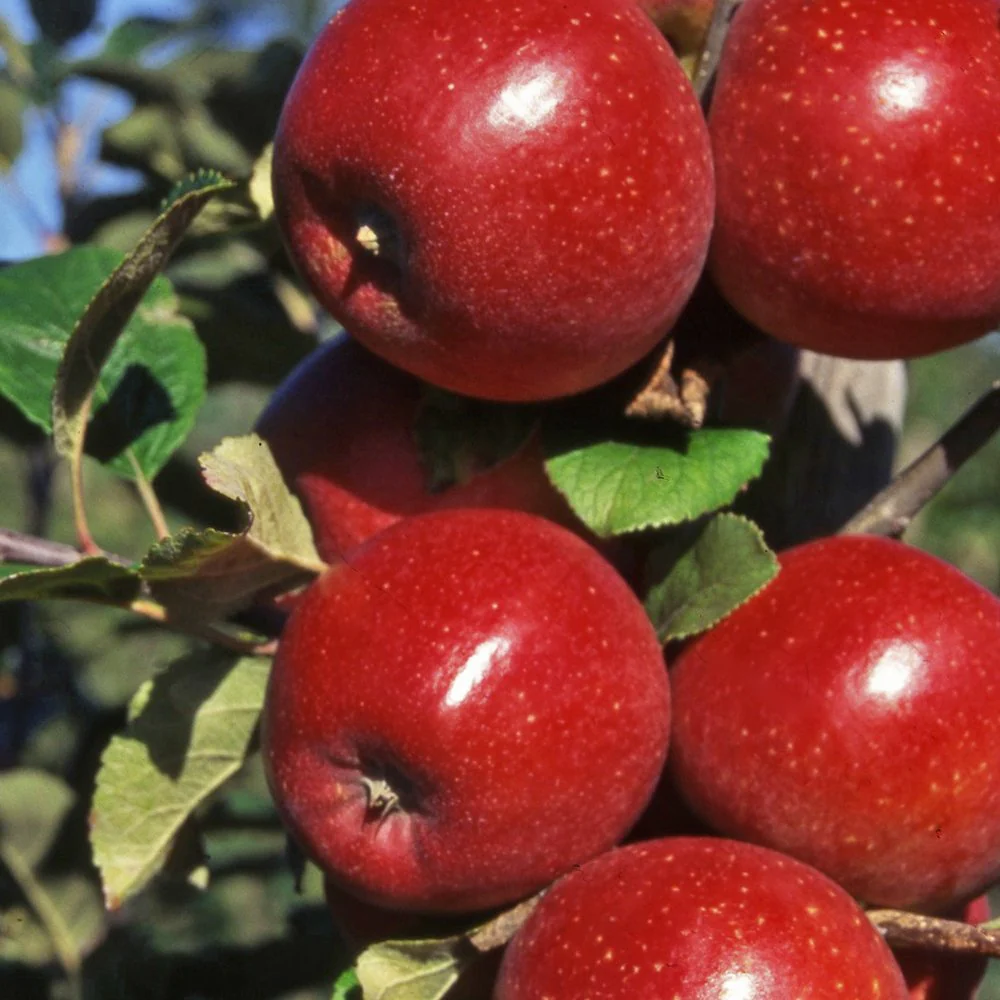 Red Windsor Apple Tree