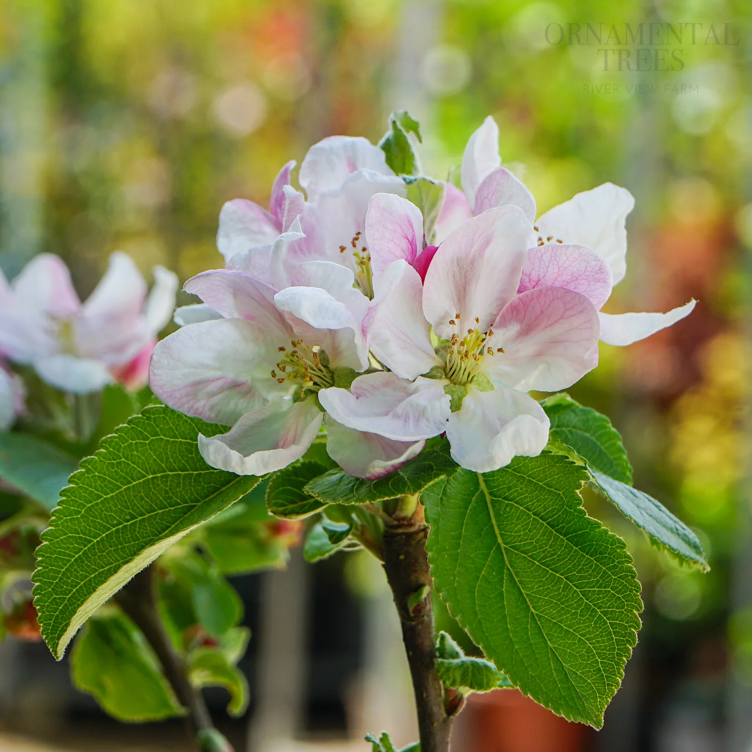 Red Windsor Apple Tree - Image 2
