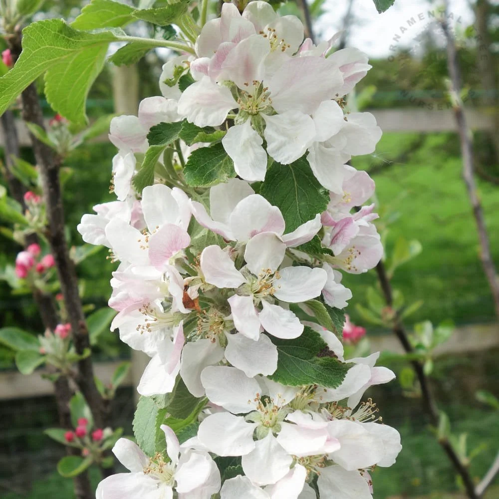 Red Windsor Apple Tree - Image 3