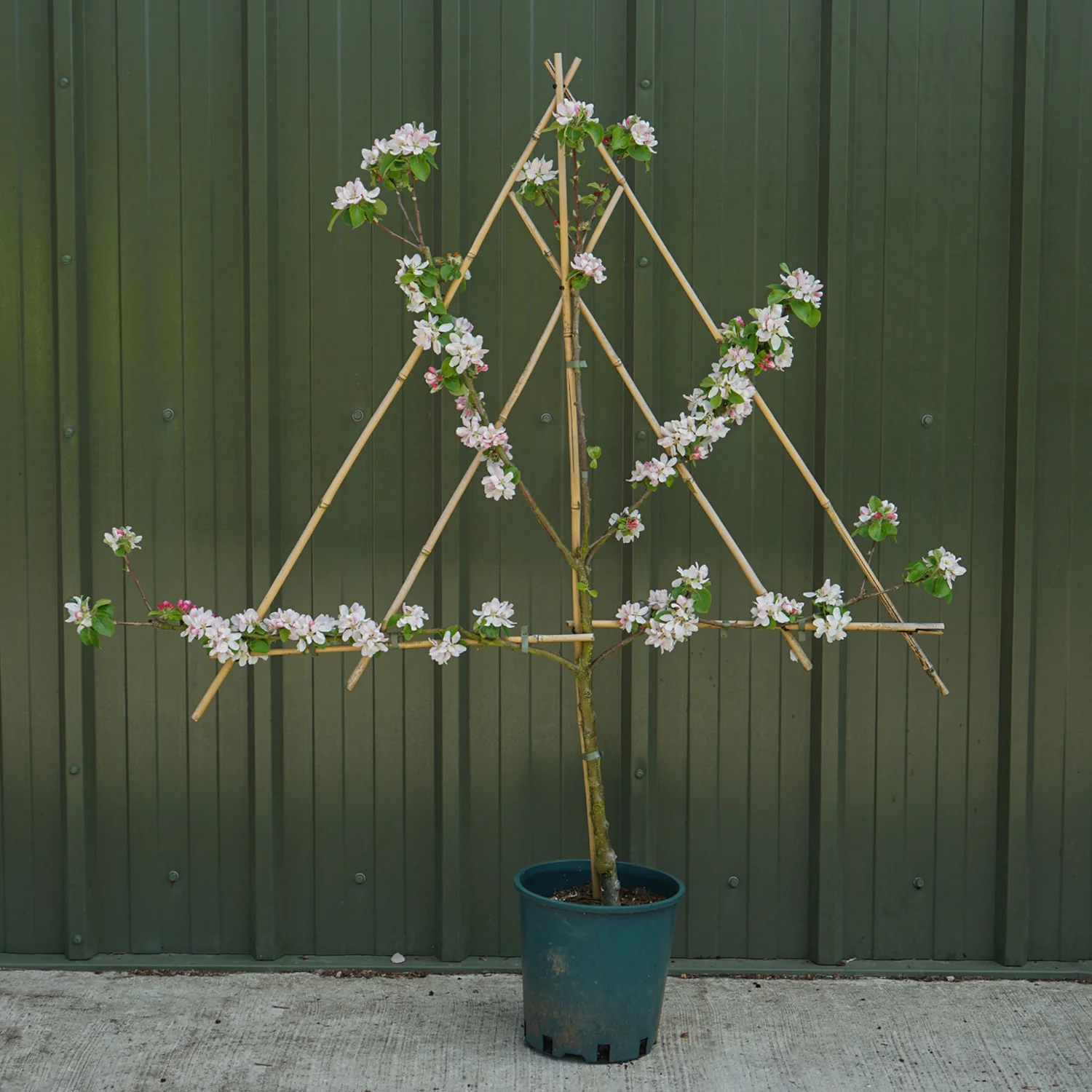 Red Windsor Apple Tree - Image 6