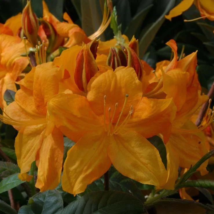 Azalea 'Klondyke'