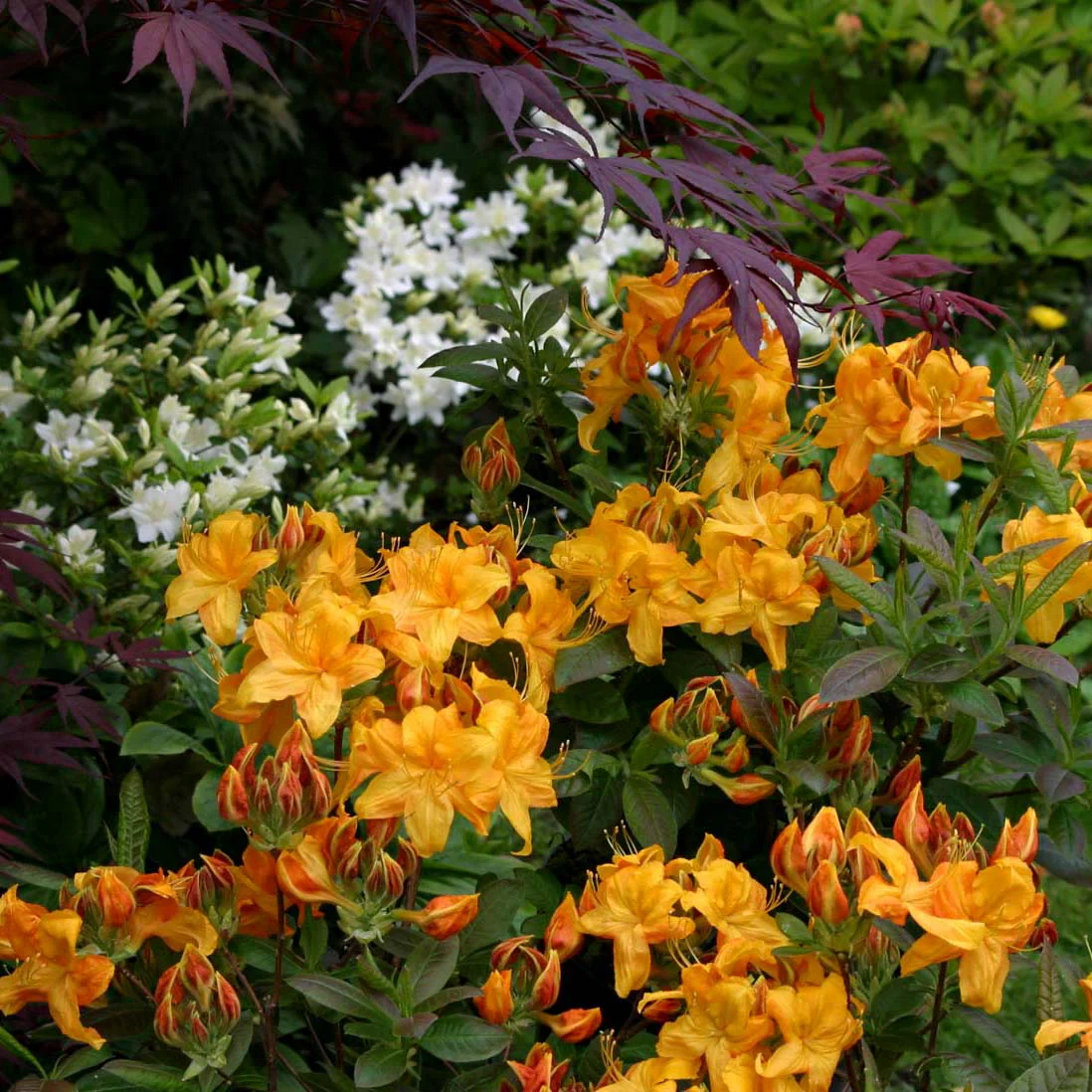 Azalea 'Klondyke' - Image 2