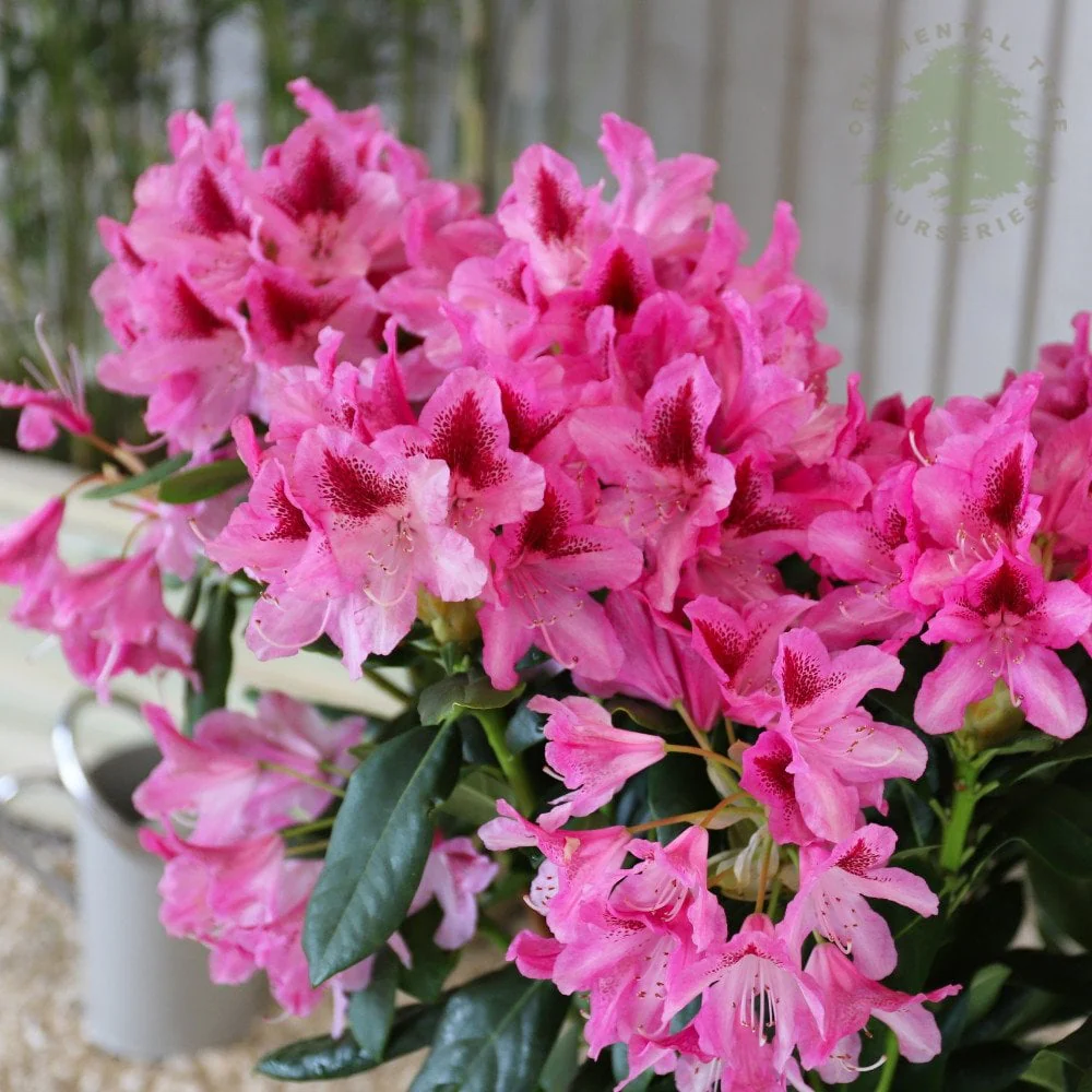Rhododendron 'Cosmopolitan' Shrub
