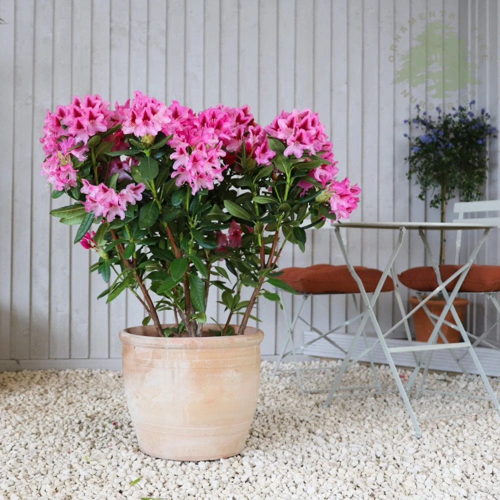 Rhododendron 'Cosmopolitan' Shrub - Image 2