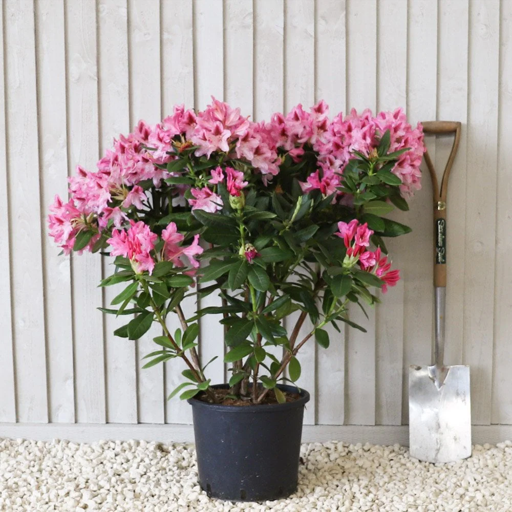 Rhododendron 'Cosmopolitan' Shrub - Image 7