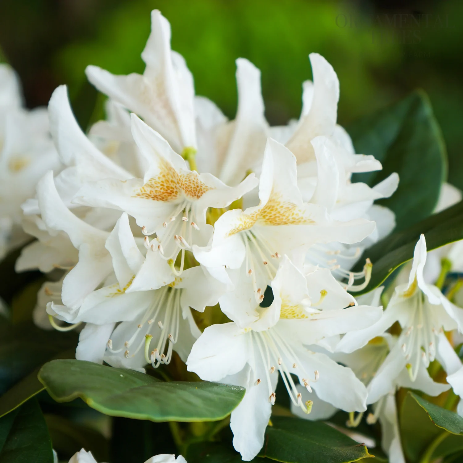 Rhododendron 'Cunningham's White' Shrub