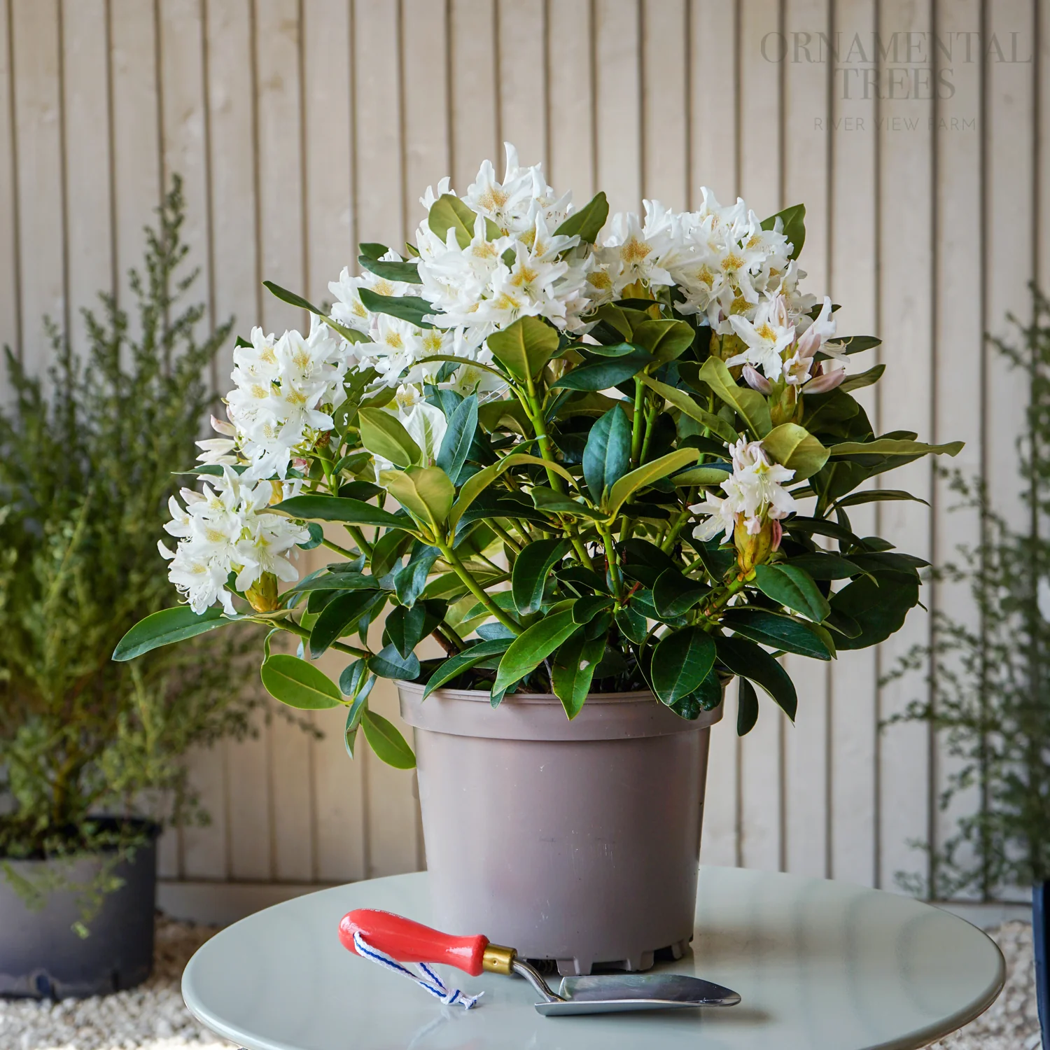 Rhododendron 'Cunningham's White' Shrub - Image 2