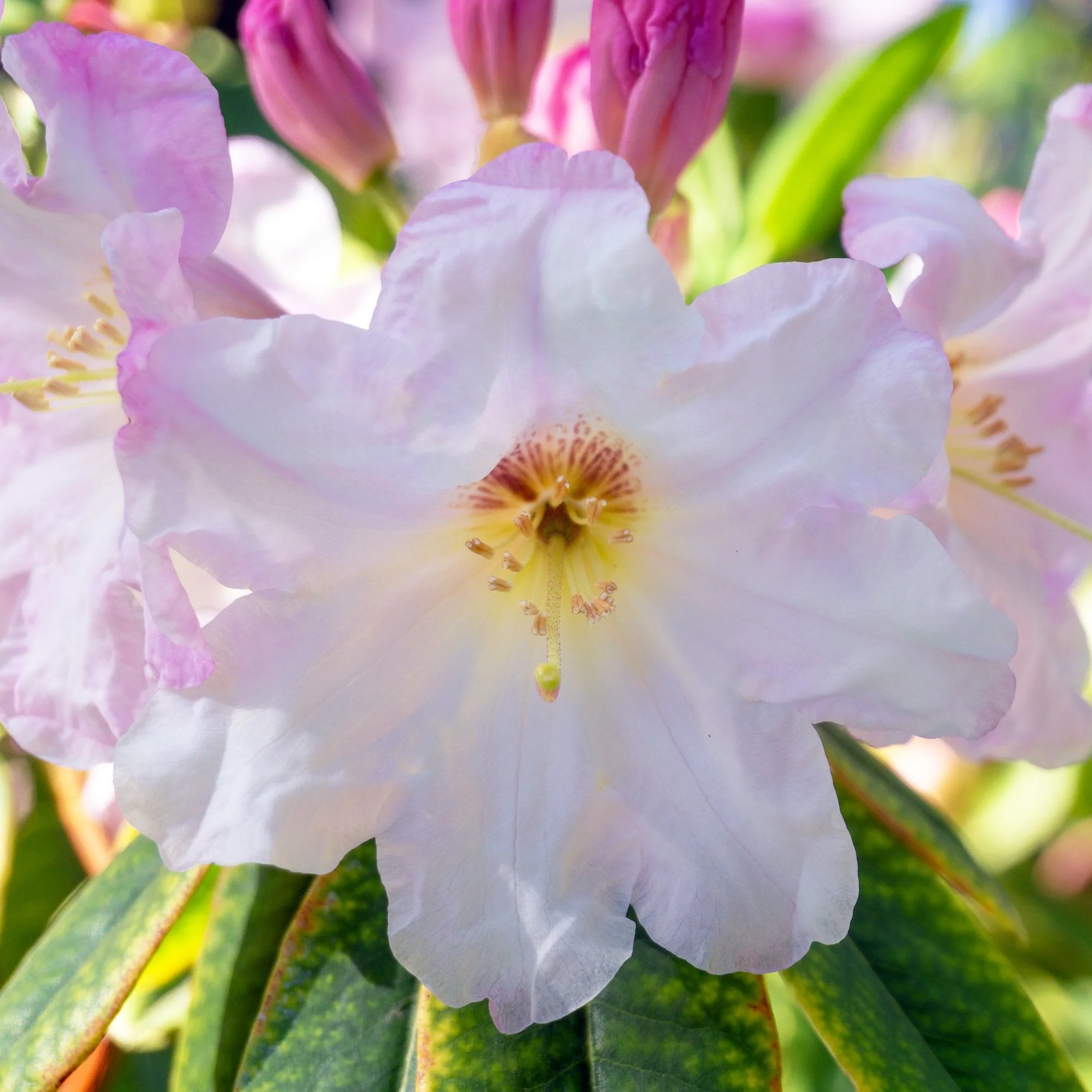Rhododendron 'Cunningham's White' Shrub - Image 3
