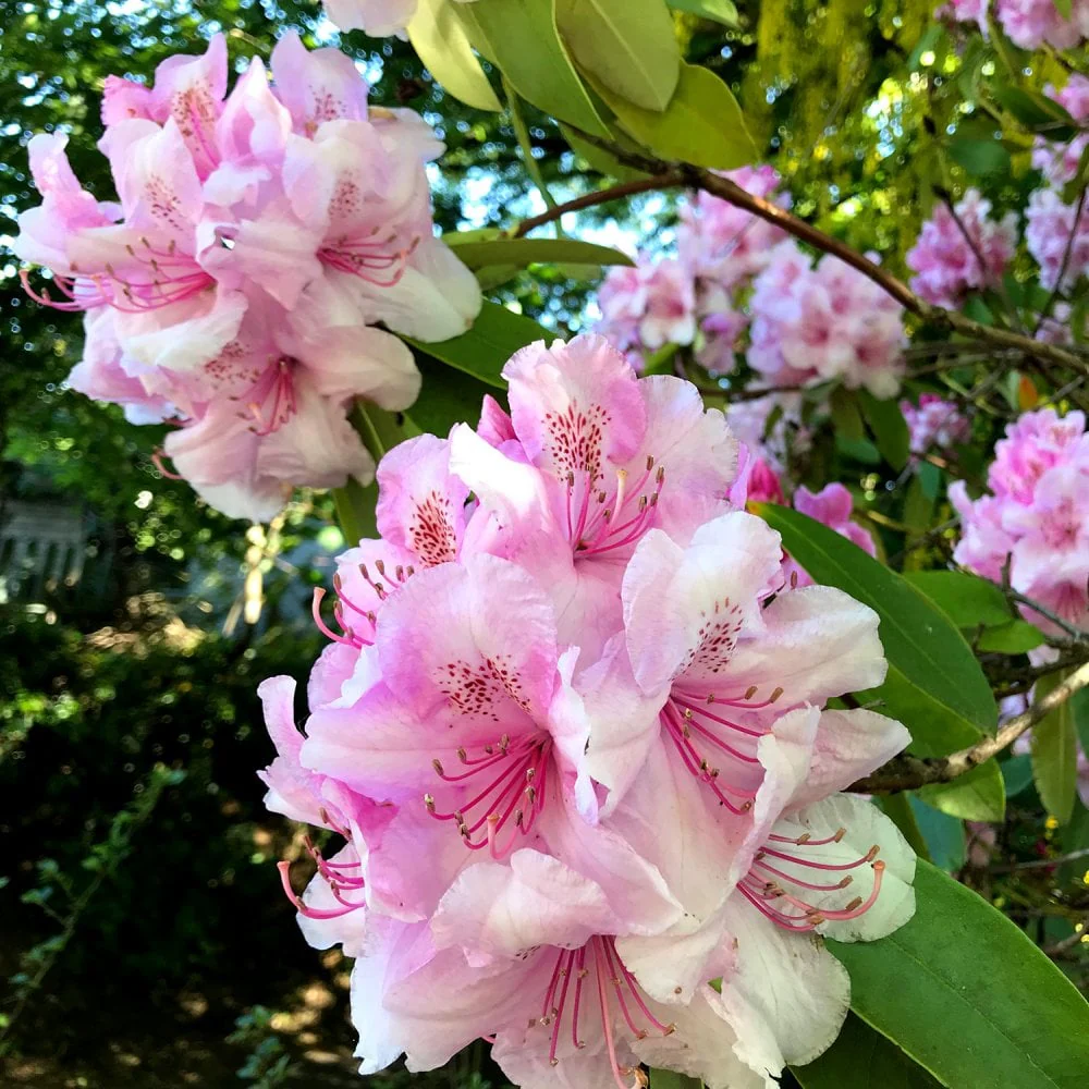 Rhododendron Excelsior Shrub