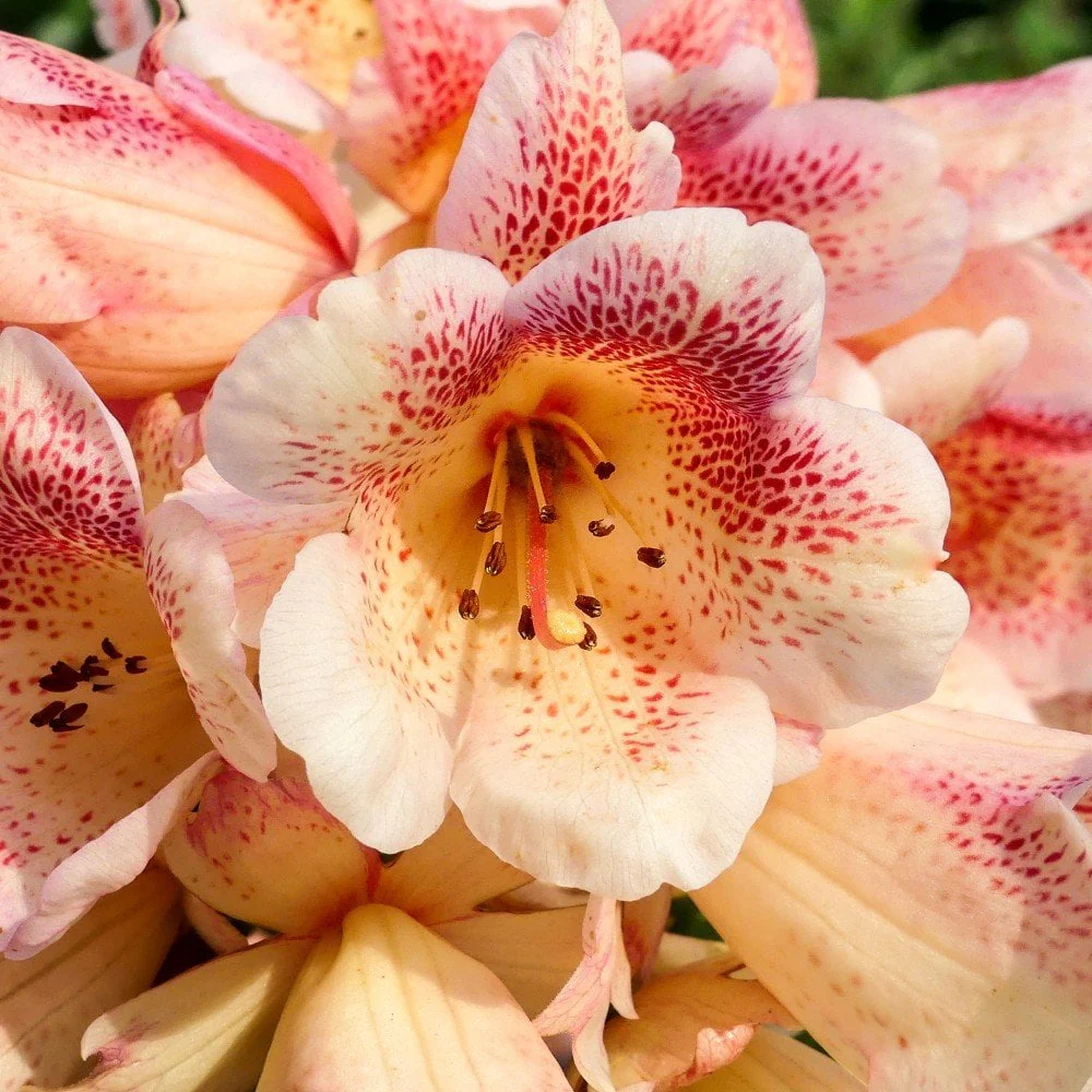 Rhododendron 'Firelight' Shrub