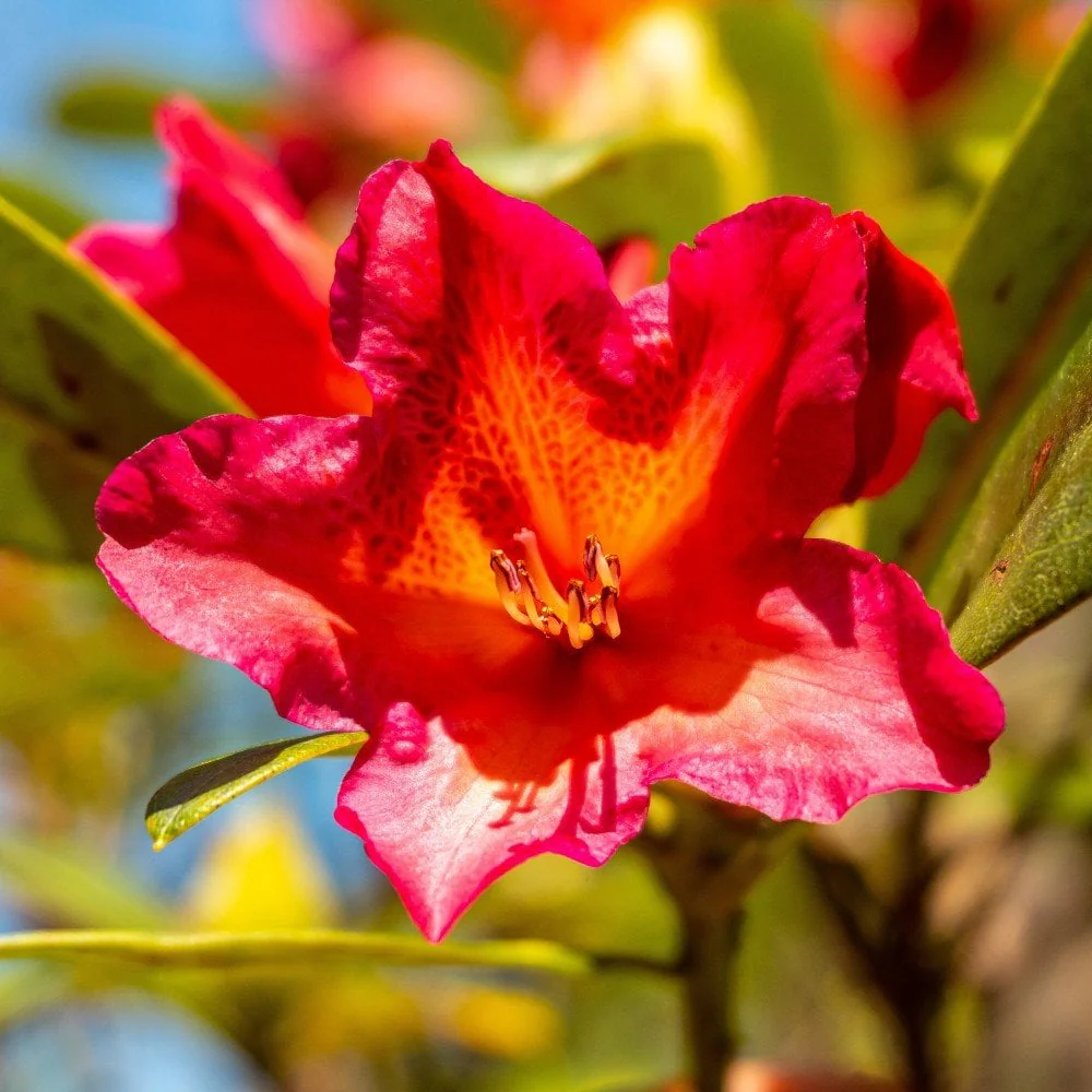 Rhododendron 'Golden Gate' Shrub
