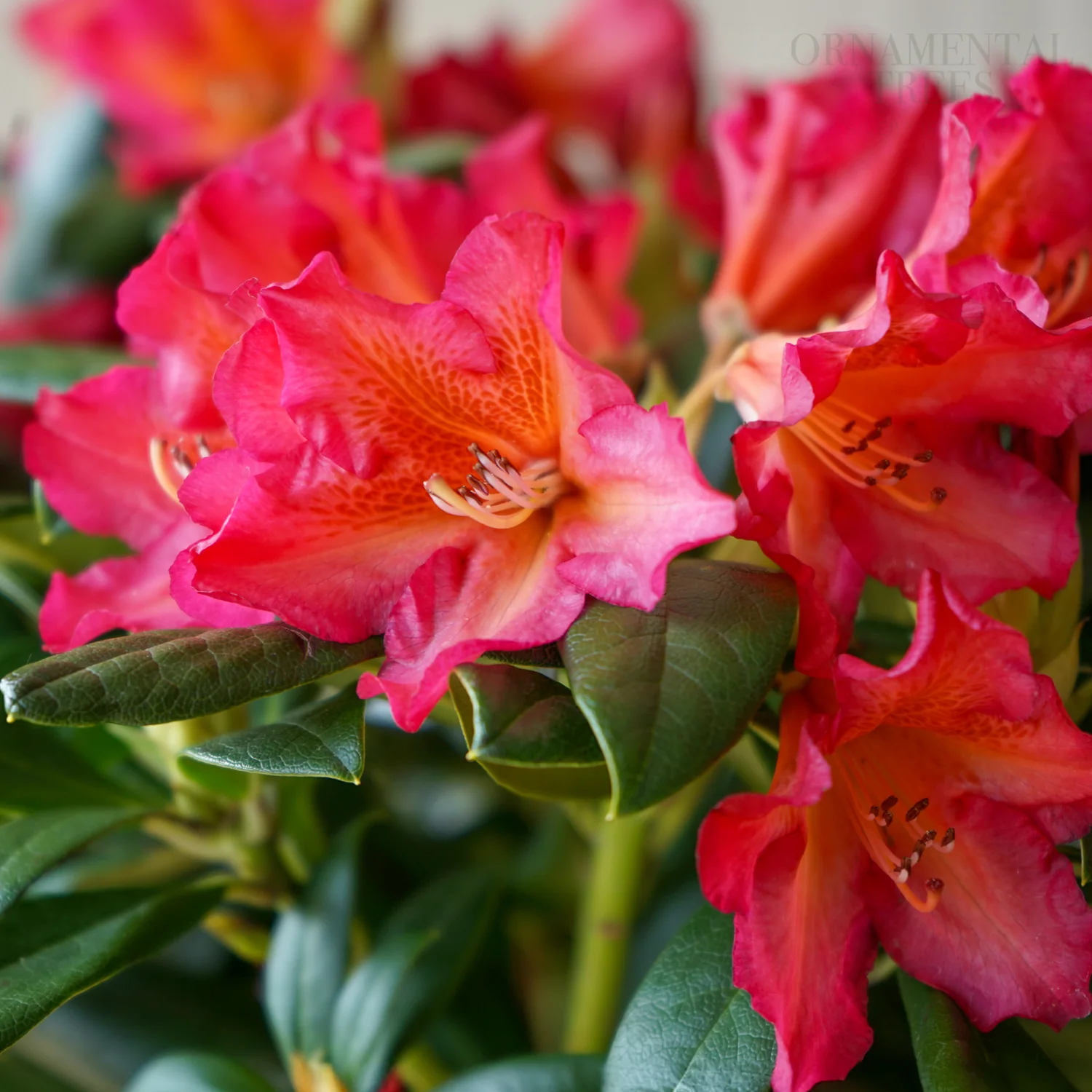 Rhododendron 'Golden Gate' Shrub - Image 3