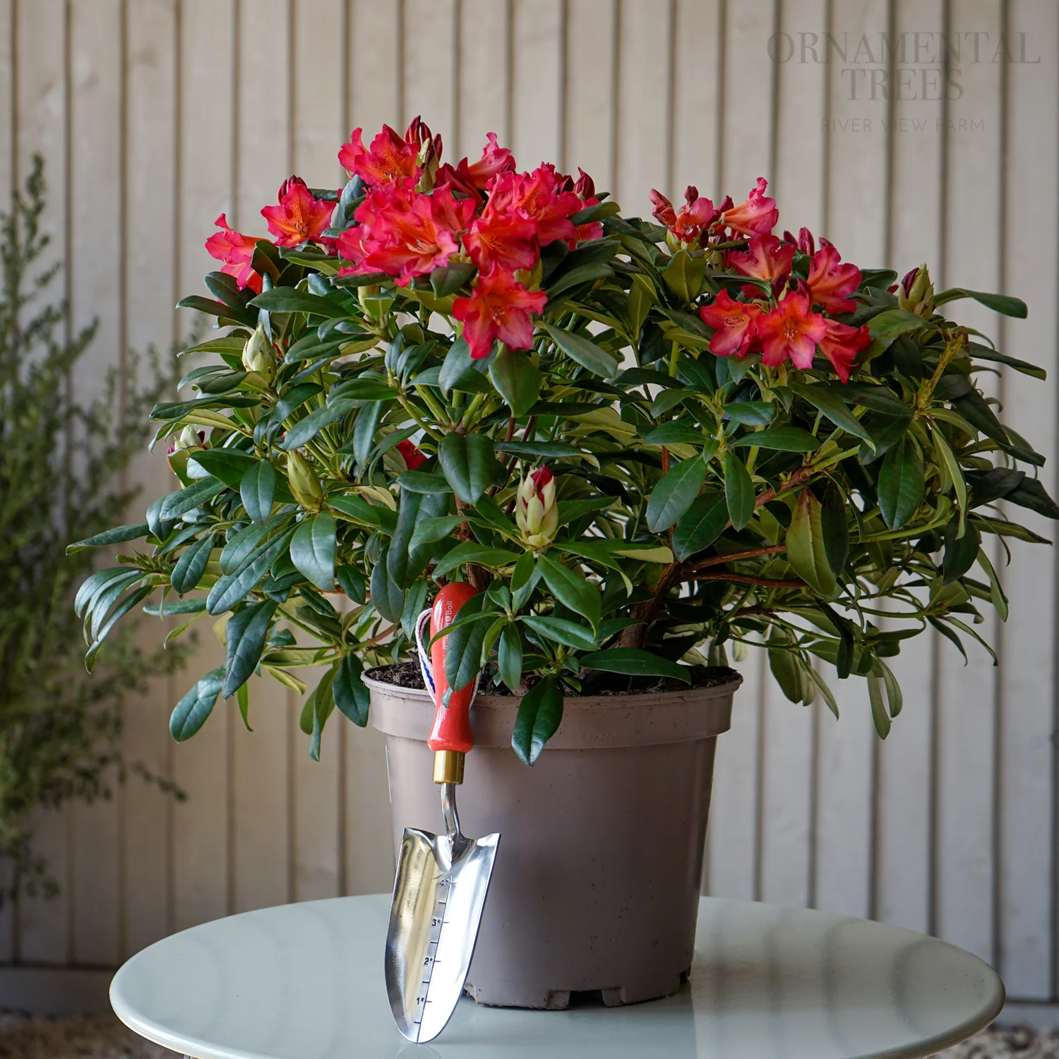Rhododendron 'Golden Gate' Shrub - Image 4